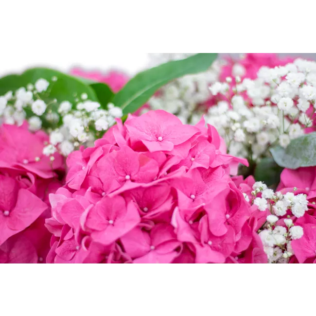 Bouquet of hydrangeas